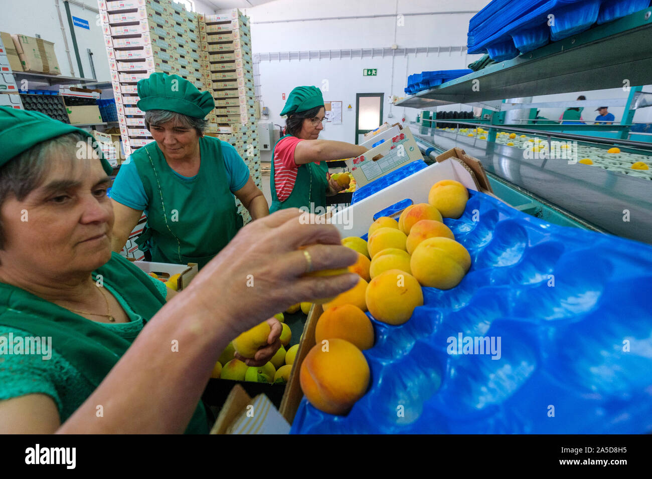 Female workers at a fruit sorting and packaging industrial facility Stock Photo