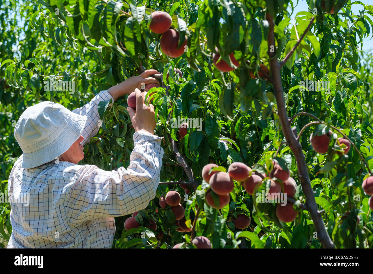 Fruit Picking Australia High Resolution Stock Photography and Images