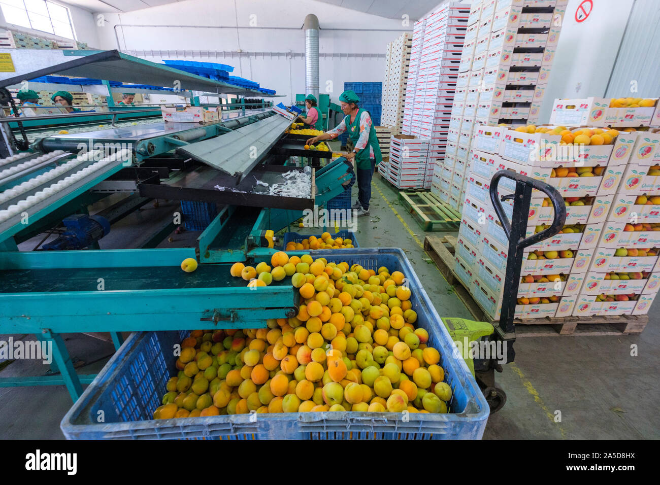 Fruit sorting and packaging industrial facility Stock Photo