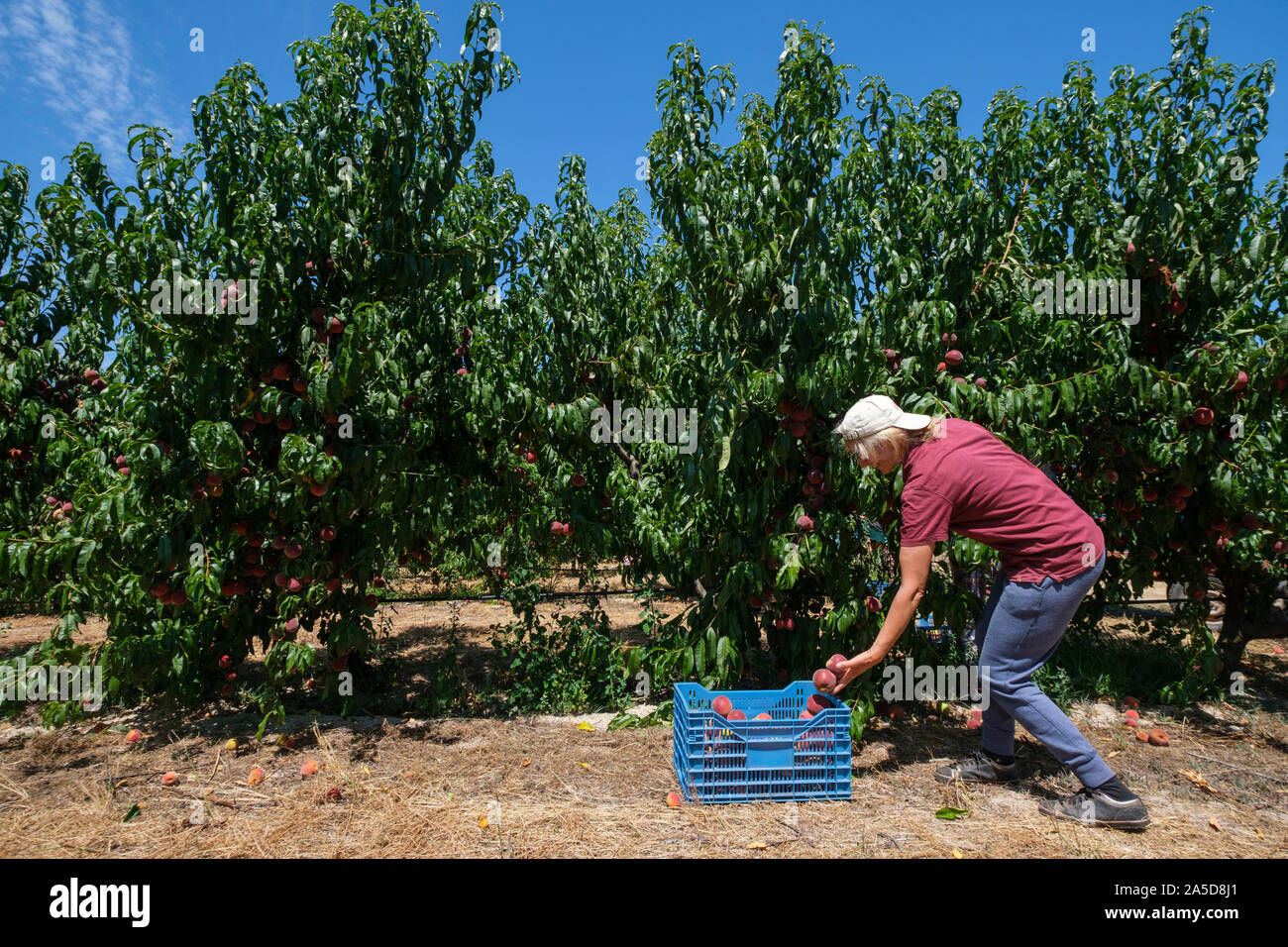 People picking fruit on a orchard Stock Photo