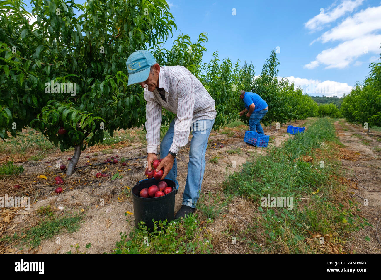 Fruit picking australia hires stock photography and images Alamy