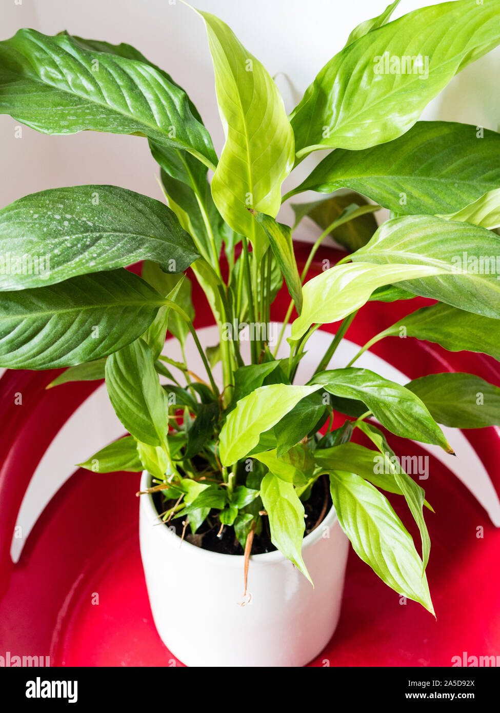 Peace Lilly Plant on Read Chair, Showing Plants in The Home. Stock Photo