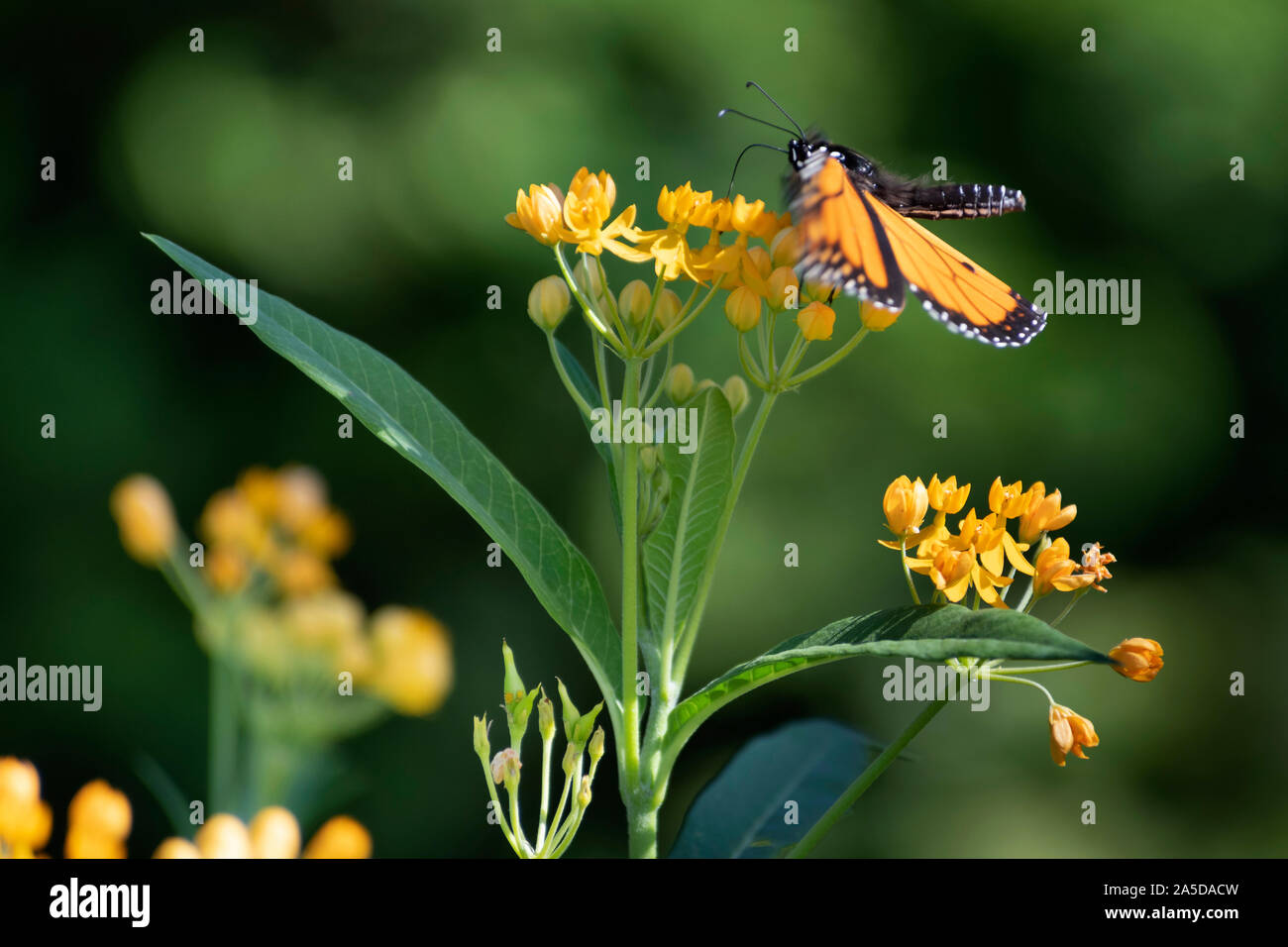 Monarch butterfly (Danaus plexippus) on a flower Stock Photo - Alamy