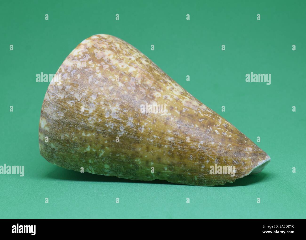 Strombus Bobonius conch shell side view on green background Stock Photo