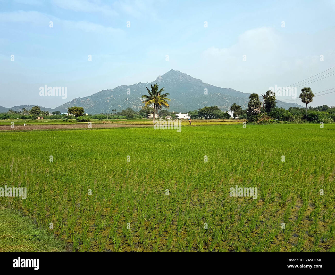 The mountain Arunachala is the oldest mountain on earth and modern research has confirmed that Arunachala is older than the Himalaya's and indeed one Stock Photo