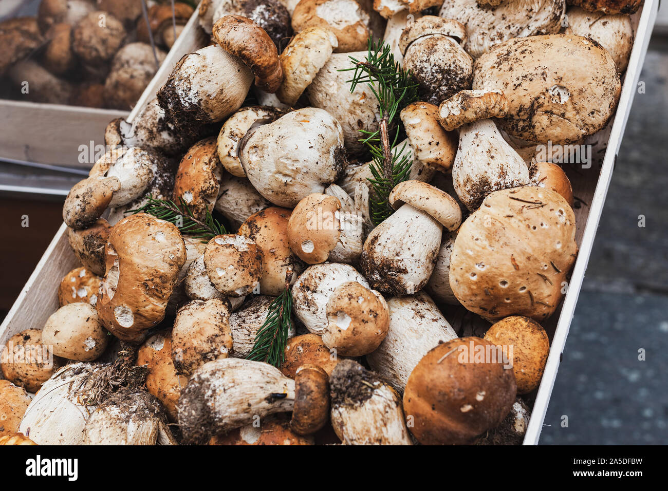 Porcini italy hires stock photography and images Alamy