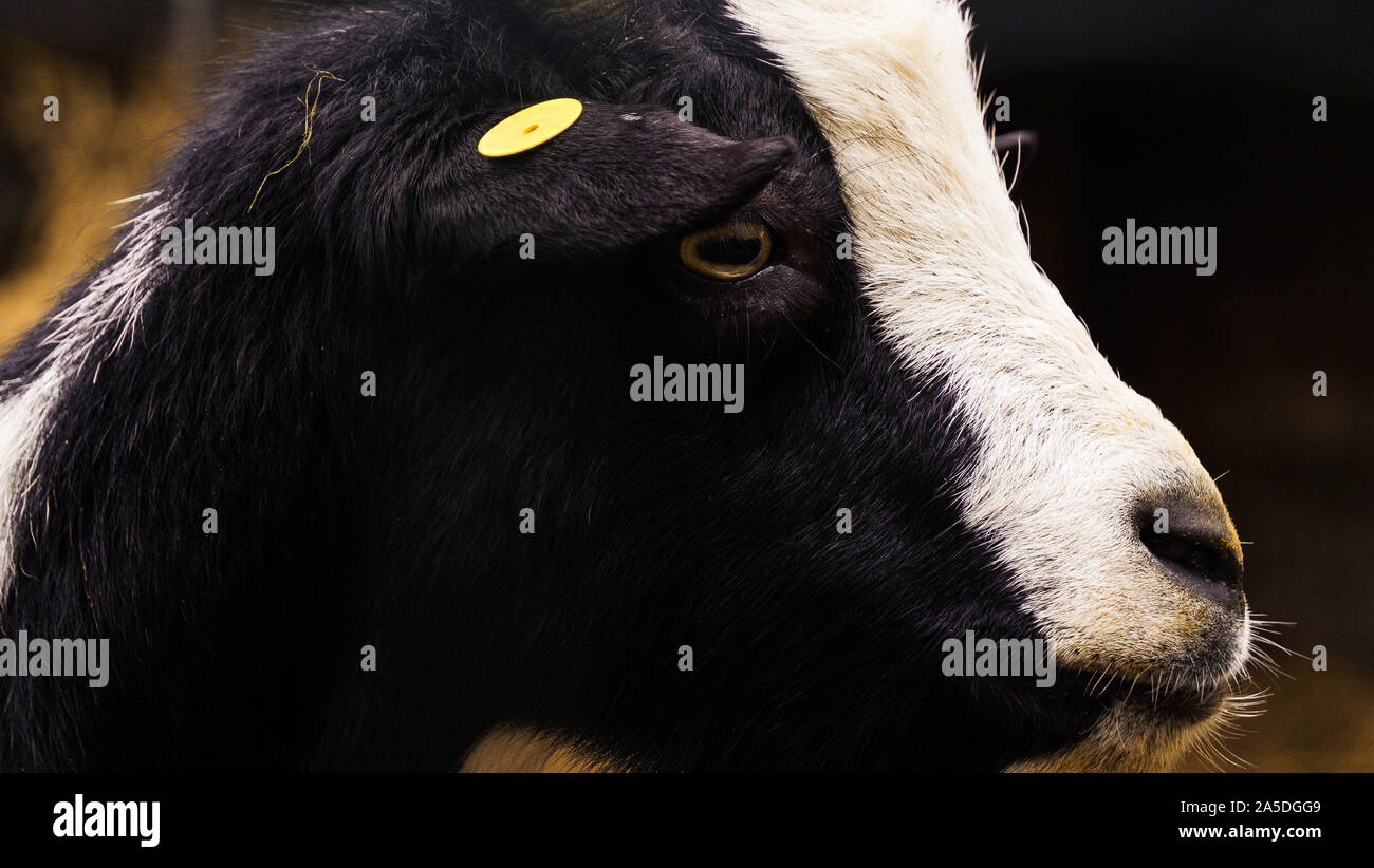 Goat in profile Stock Photo