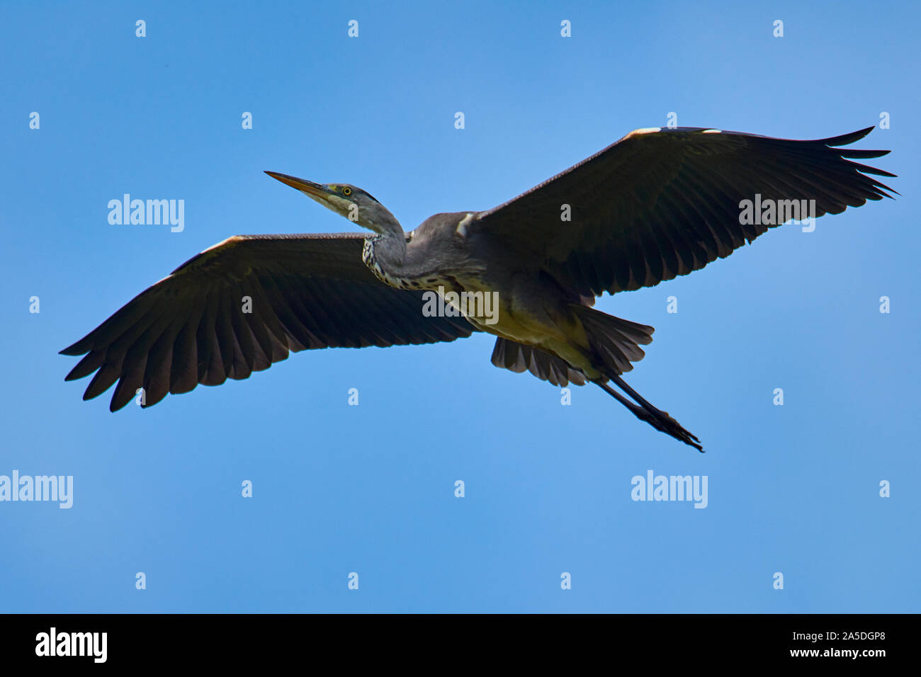 Gray heron flies against the blue sky Stock Photo