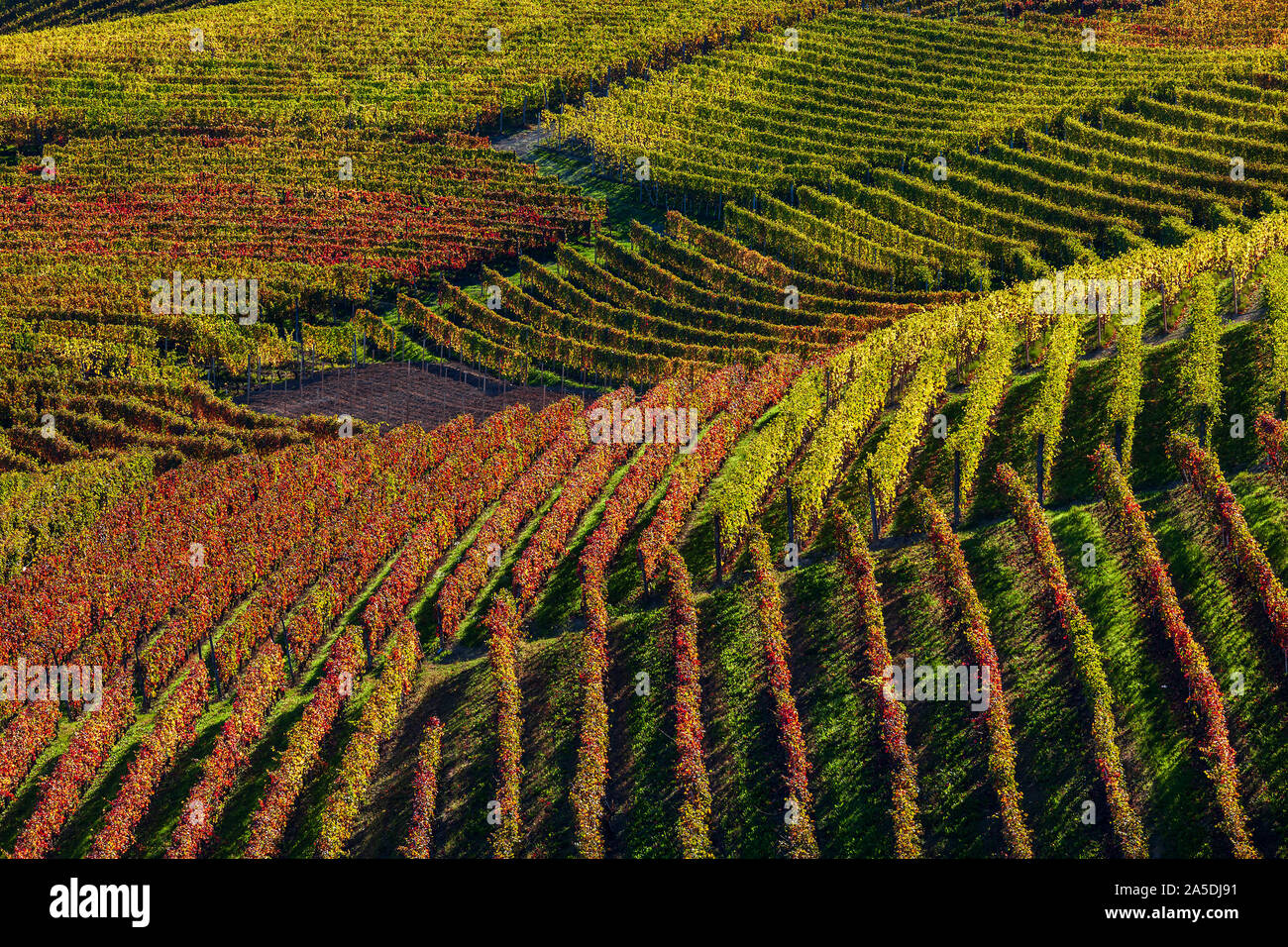 View of autumnal vineyards on the hills of Langhe region in Piedmont, Northern Italy. Stock Photo