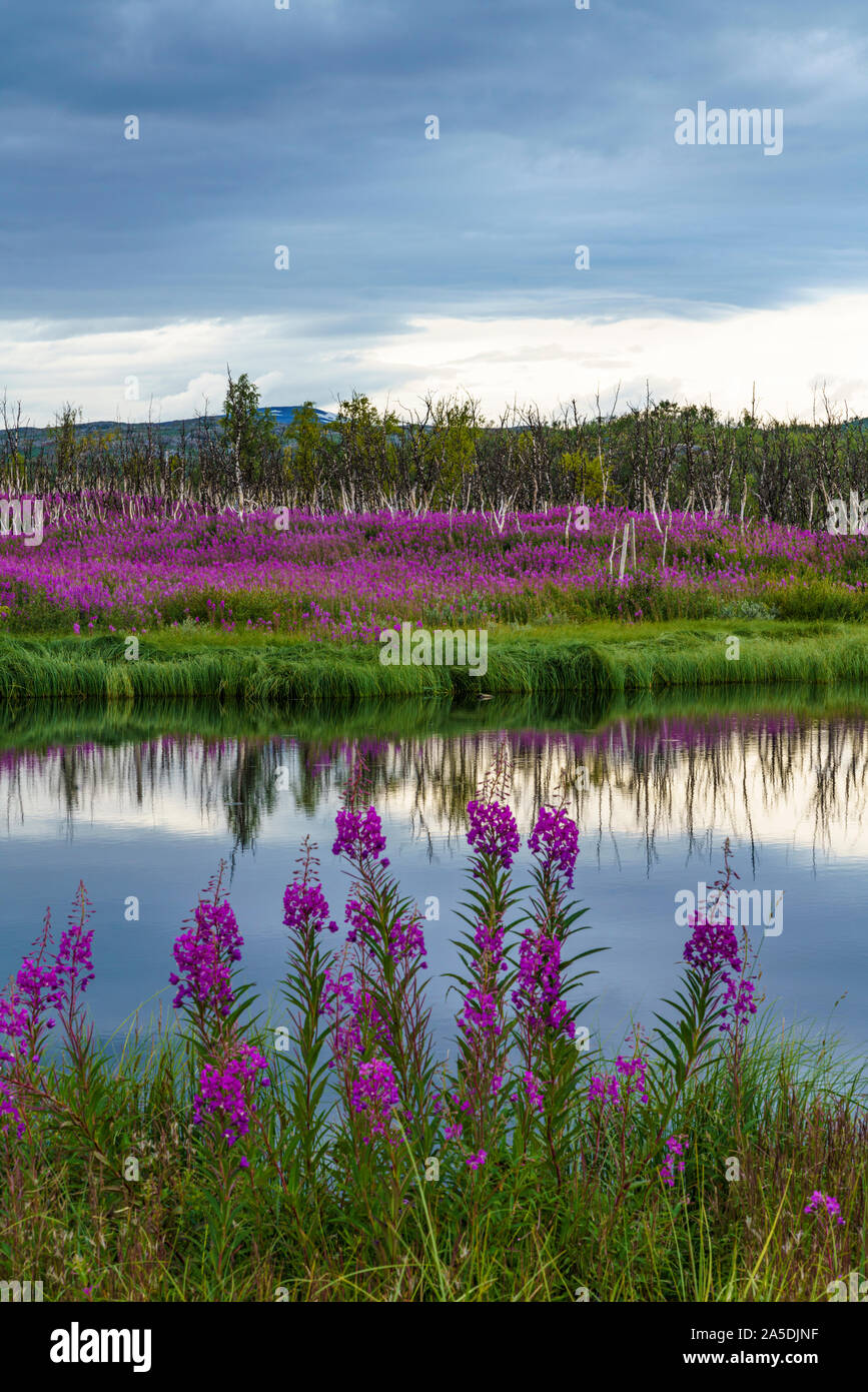 Image of pond reflecting trees hi-res stock photography and images - Alamy