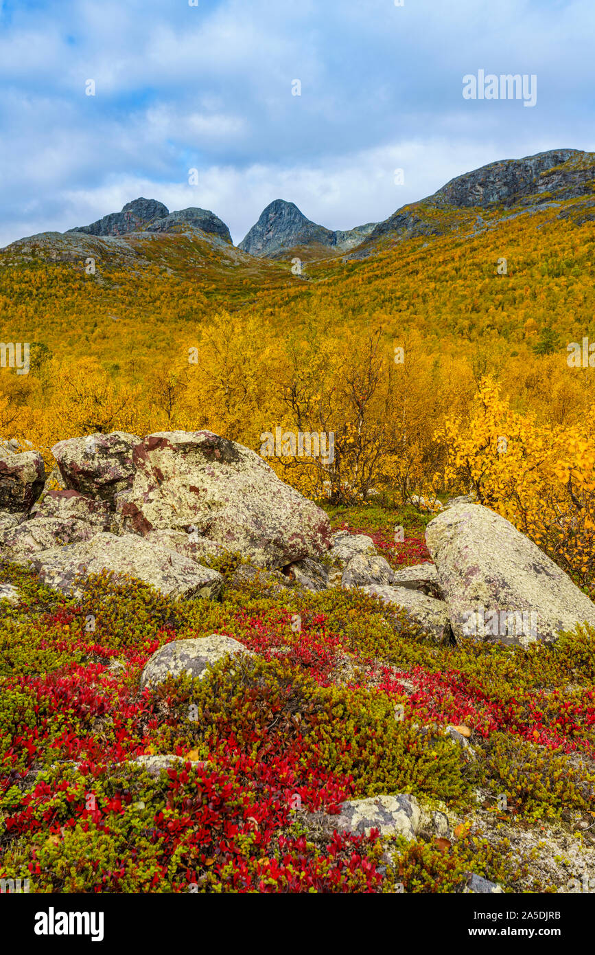 Autumn landscape with yellow leaves, red leaves on mountain bearberry, mountain in background, Stora sjöfallets national park, Laponia, Swedish Laplan Stock Photo