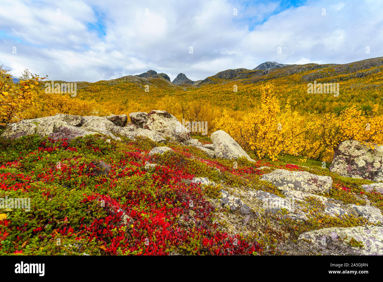 Autumn landscape with yellow leaves, red leaves on mountain bearberry, mountain in background, Stora sjöfallets national park, Laponia, Swedish Laplan Stock Photo