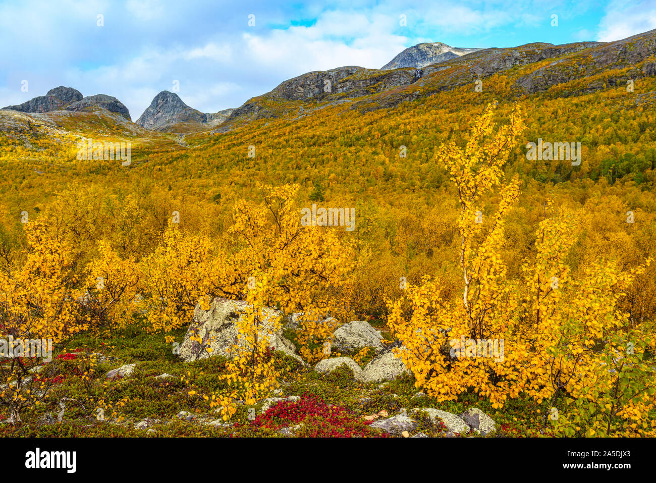 Autumn landscape with yellow leaves, red leaves on mountain bearberry, mountain in background, Stora sjöfallets national park, Laponia, Swedish Laplan Stock Photo