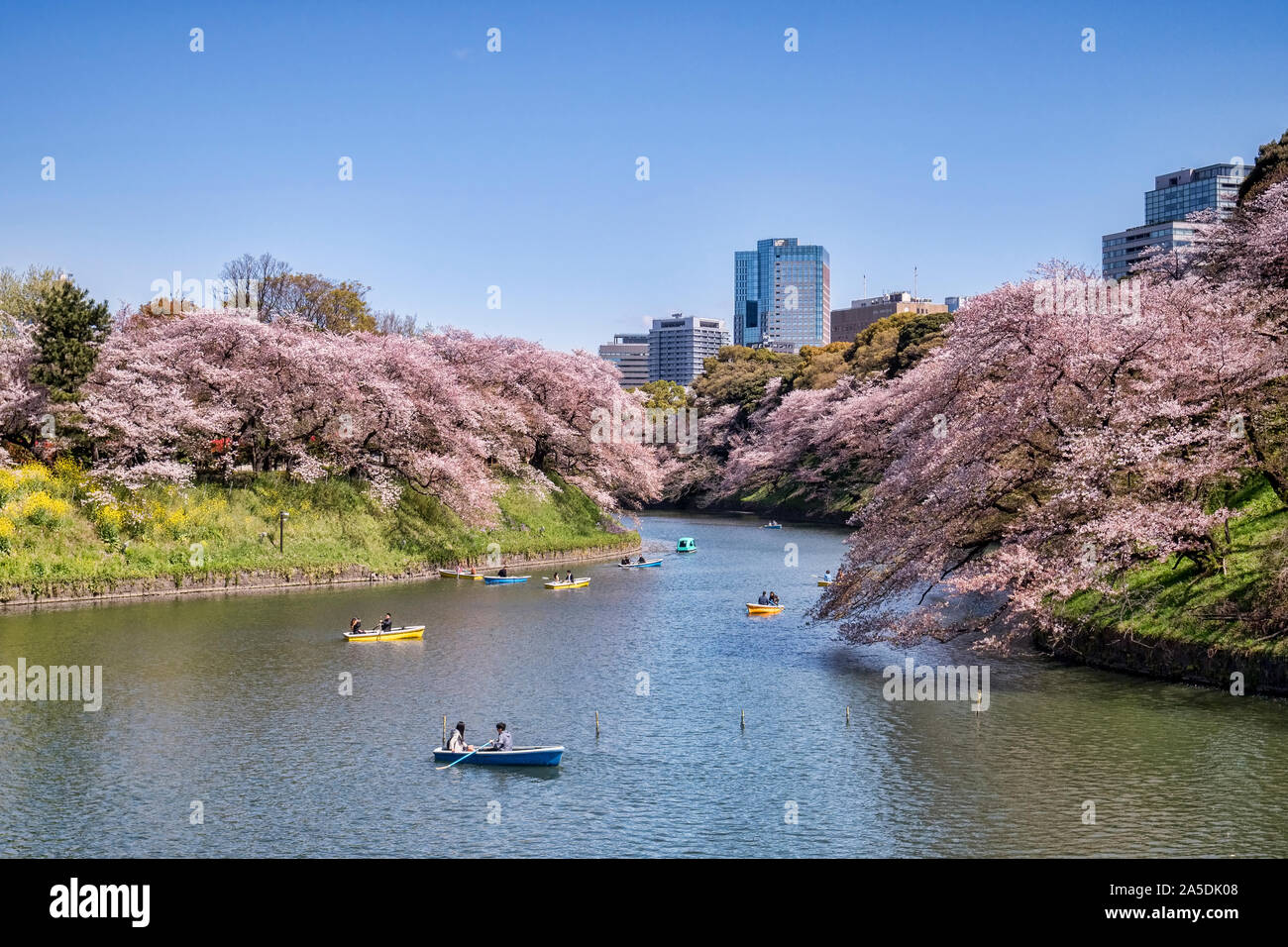 Boats on the Imperial Palace moat in Tokyo in cherry blossom season. Stock Photo