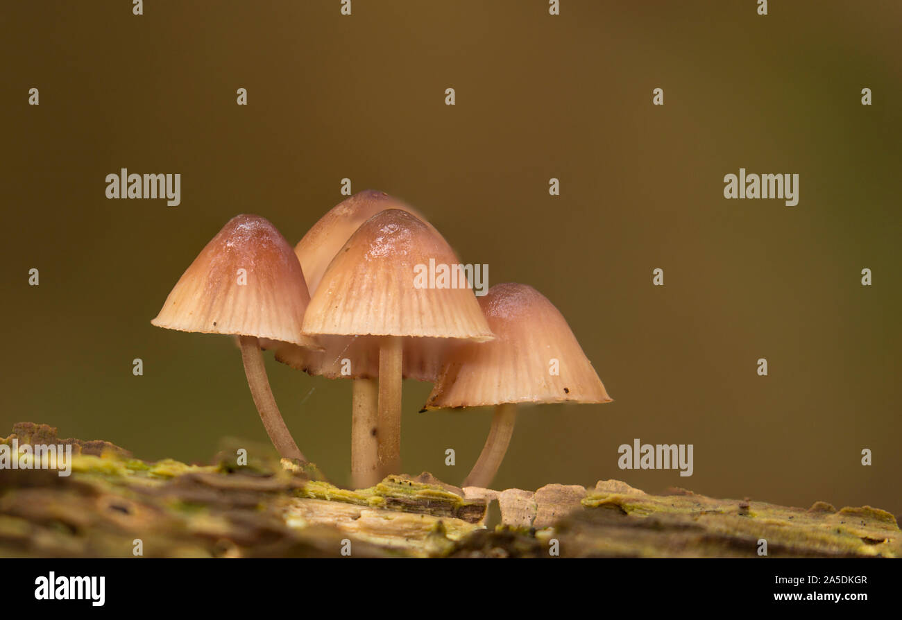 Psathyrellaceae pygmea mushrooms living on a dead trunk, Heilooër wood, the Netherlands Stock Photo