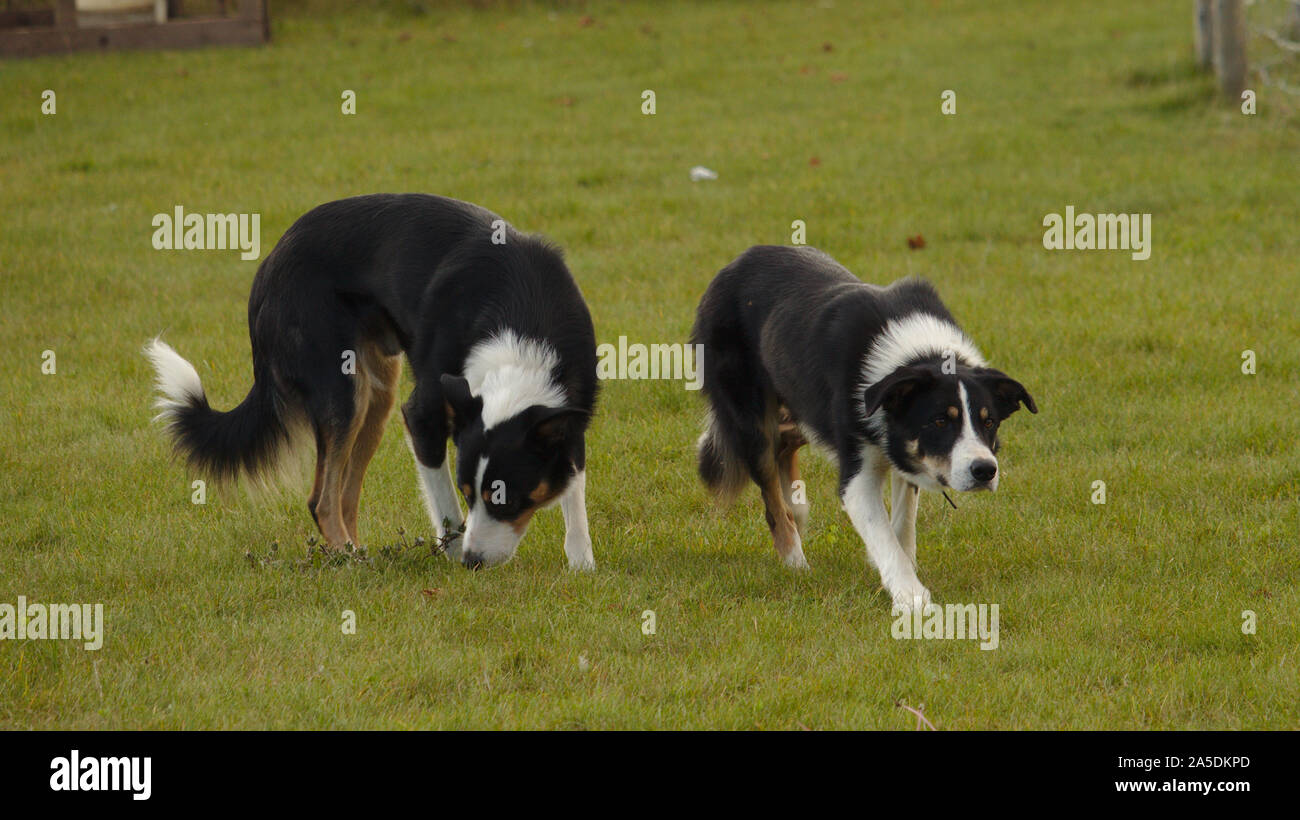 Border collie sheep dog Stock Photo Alamy