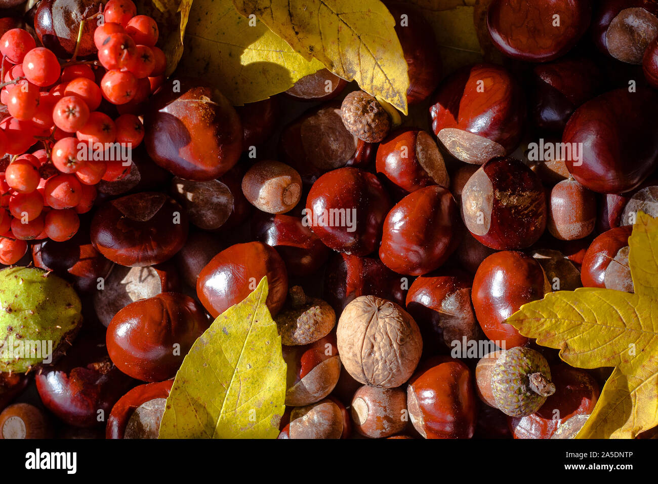 Background made of autumn yellow leaves of sycamore species of maple, horse chestnuts, acorns and rowanberry Stock Photo