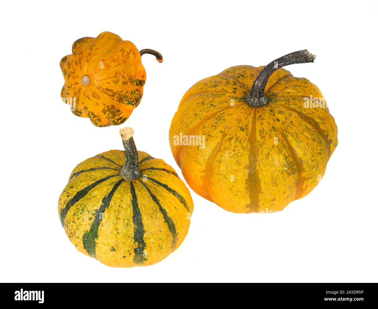Three yellow decorative pumpkins isolated on white Stock Photo