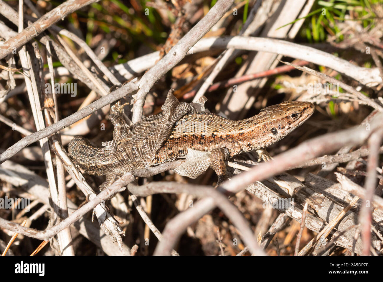 Common lizard (also called viviparous lizard, Zootoca vivipara) in the process of shedding sloughing its skin, UK Stock Photo