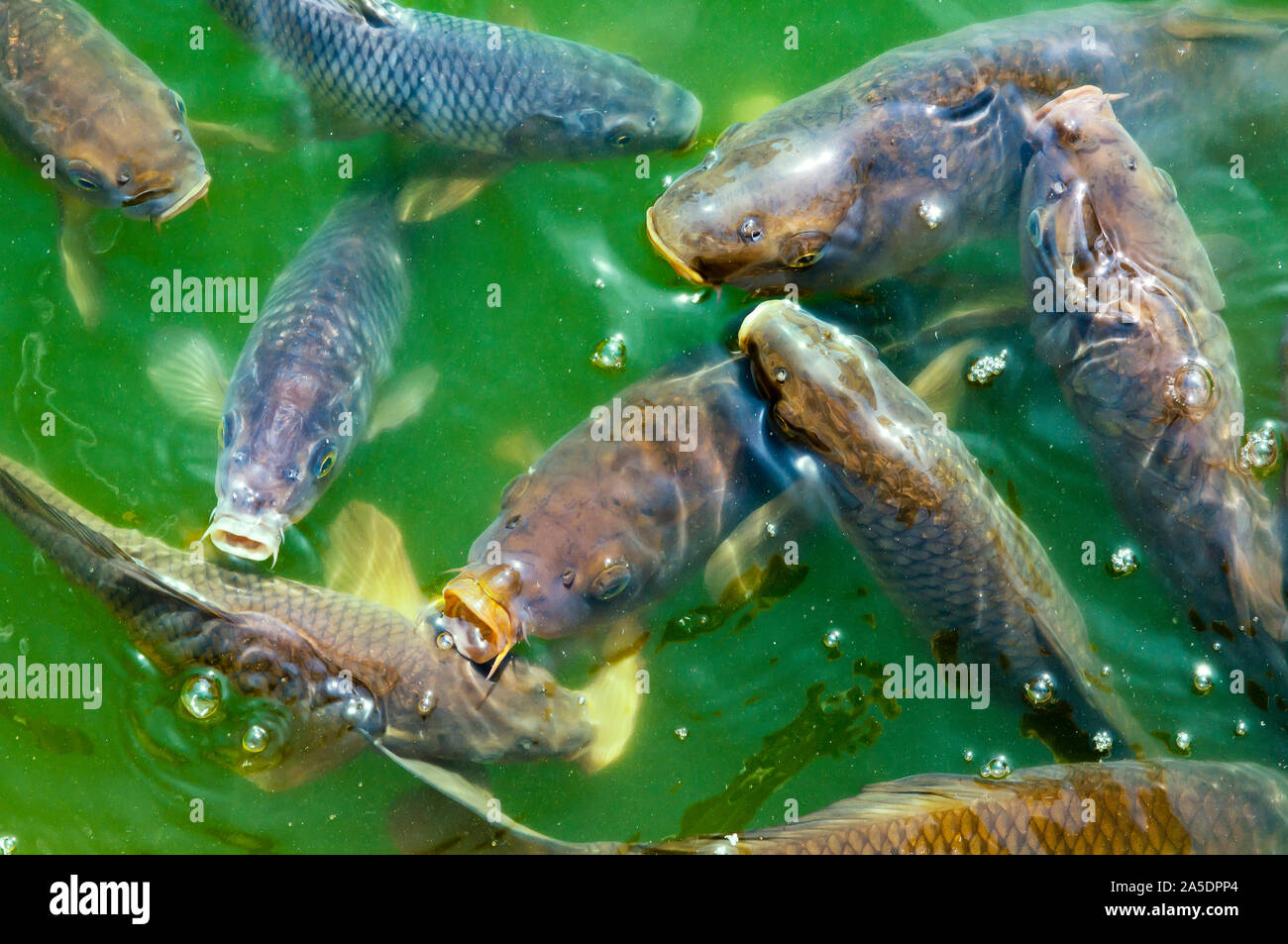 Carps. Fish species in a green lake Stock Photo - Alamy
