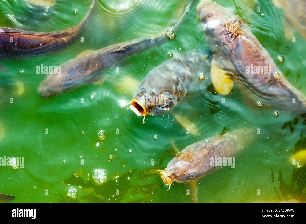 Carps. Fish species in a green lake Stock Photo