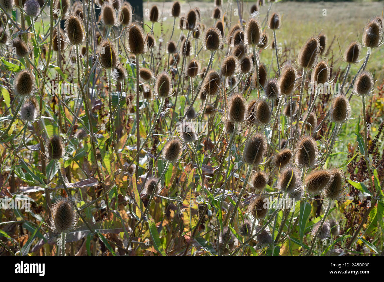 Dried Teasle Heads or Thistle Heads, Wild Teasle, Dipsacus fullonum Stock Photo