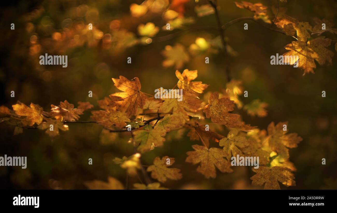 Magic autumn forest, yellow brown leaves on the branch, maple tree with ...
