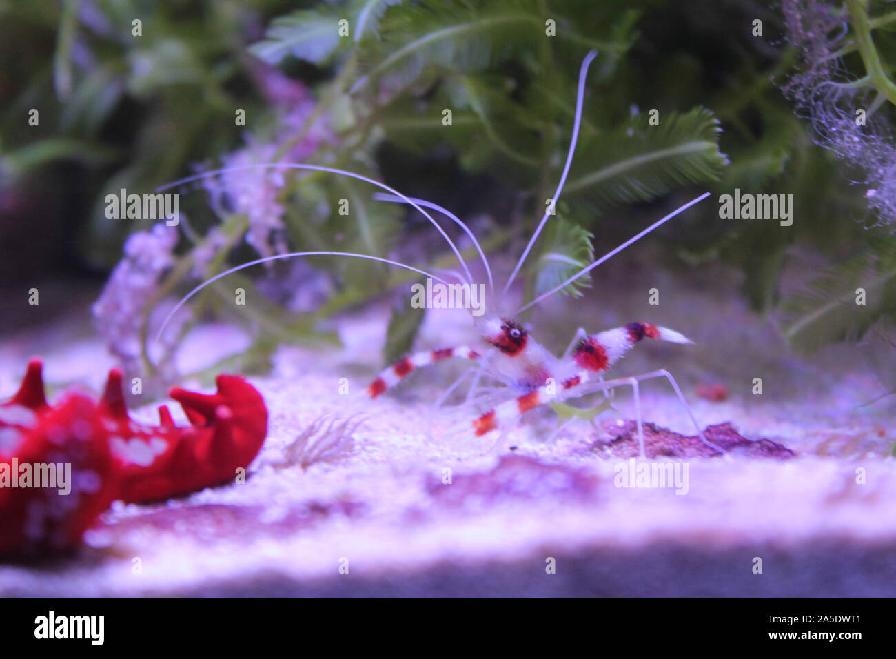 Banded coral or cleaner shrimp on the sea bottom. Side view. Red and white striped underwater inhabitant. Sea and ocean life. Diving, oceanarium or aq Stock Photo
