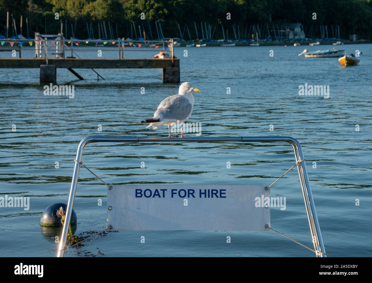 Gull perched on Boat For Hire at Dittisham on the River Dart,Devon, United Kingdom Stock Photo