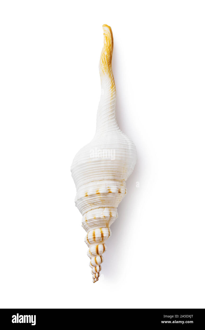 Spiral shell isolated on a white background, top view. Fusinus colus light color Stock Photo