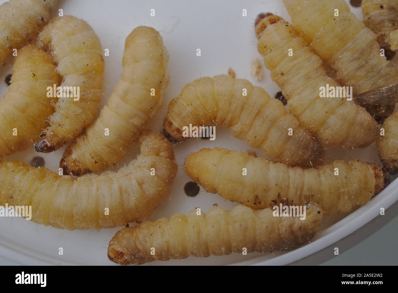 Several Waxworm, larvae of Wax Moth. Stock Photo