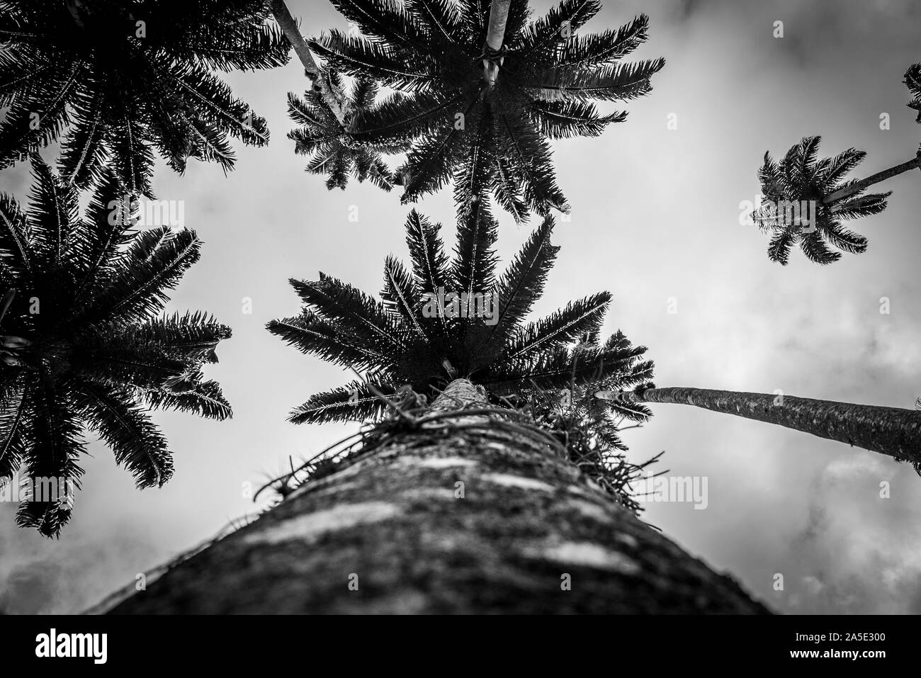 Palmeira Imperial at Botanic Gardem in Rio Stock Photo