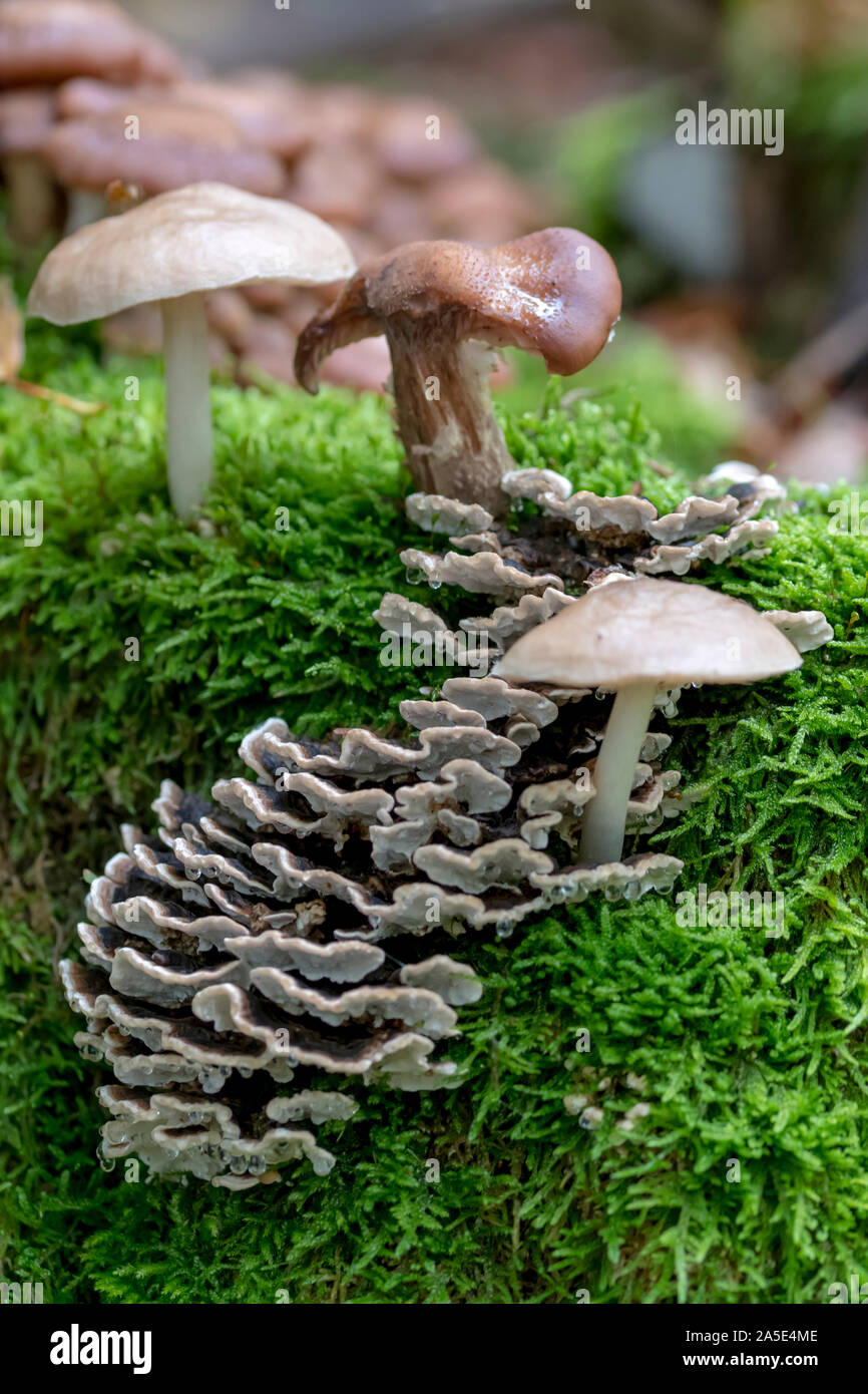 Tree Toad Stools Various toadstools of different sizes grow in dense green moss on an ...
