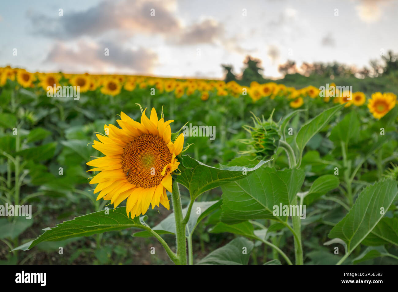Farm field of sunflowers and cloudy sky, full frame Stock Photo - Alamy