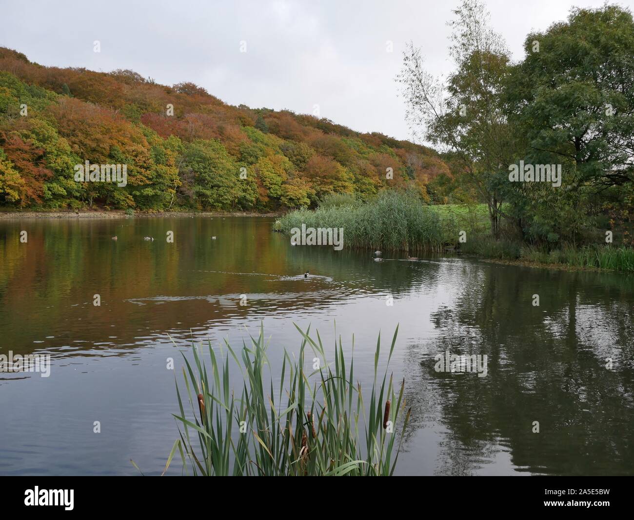 Reflections of trees in their autumn fall colours in the lake with ducks and bankside reeds and bullrushes Stock Photo