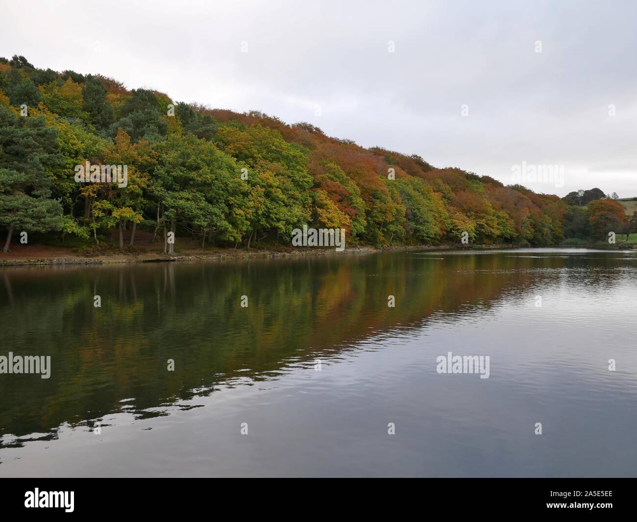 Reflections of trees in their autumn colours in a lake in Yorkshire England Stock Photo