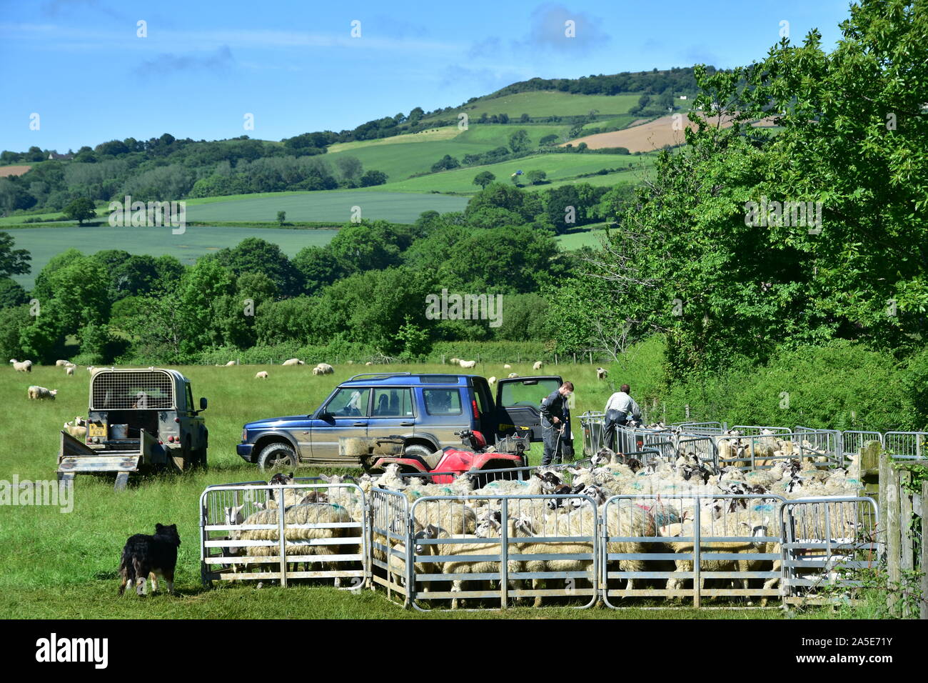 Sheep being wormed, Chideock, Dorset Stock Photo