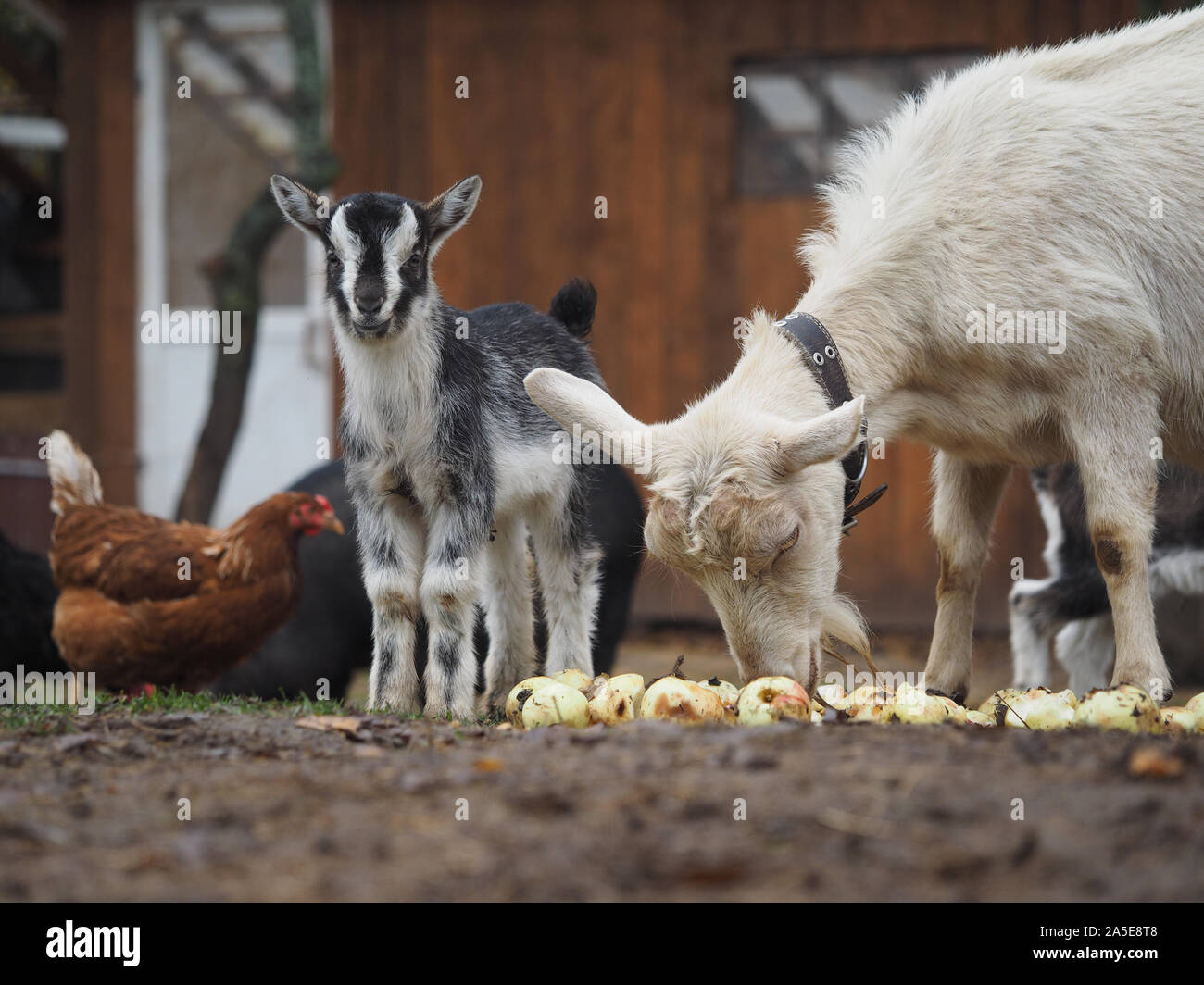 The goat and little goat eating apples Stock Photo Alamy