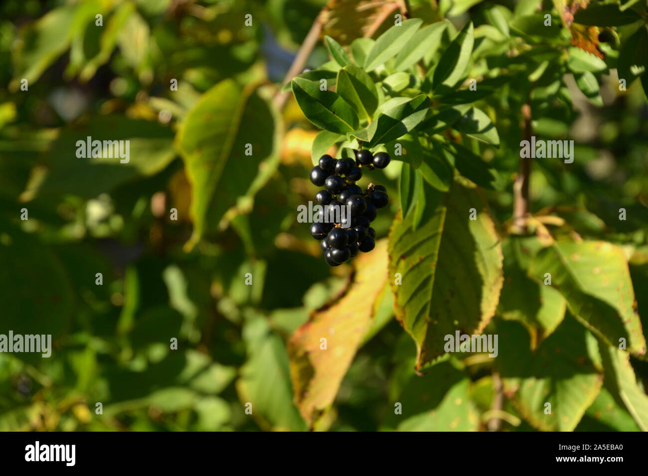 Common Privet European Privet Ligustrum Stock Photos Common