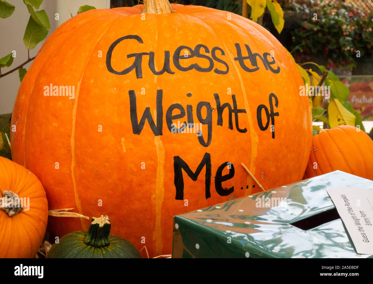 Pumpkin weight discount