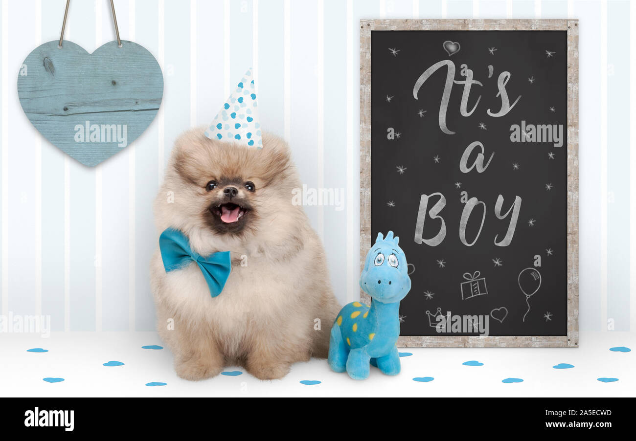 cute baby boy pomeranian puppy dog sitting next to blackboard with text it's a boy, with blue