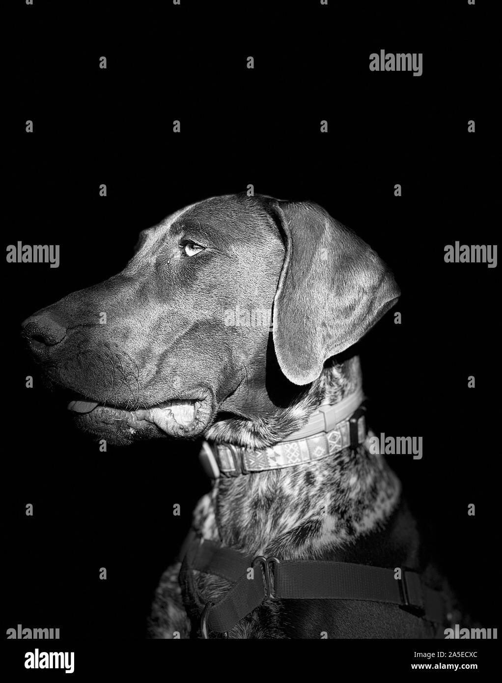 Portrait of puppy dog  breed German Shorthaired Pointer - autumn time. Stock Photo