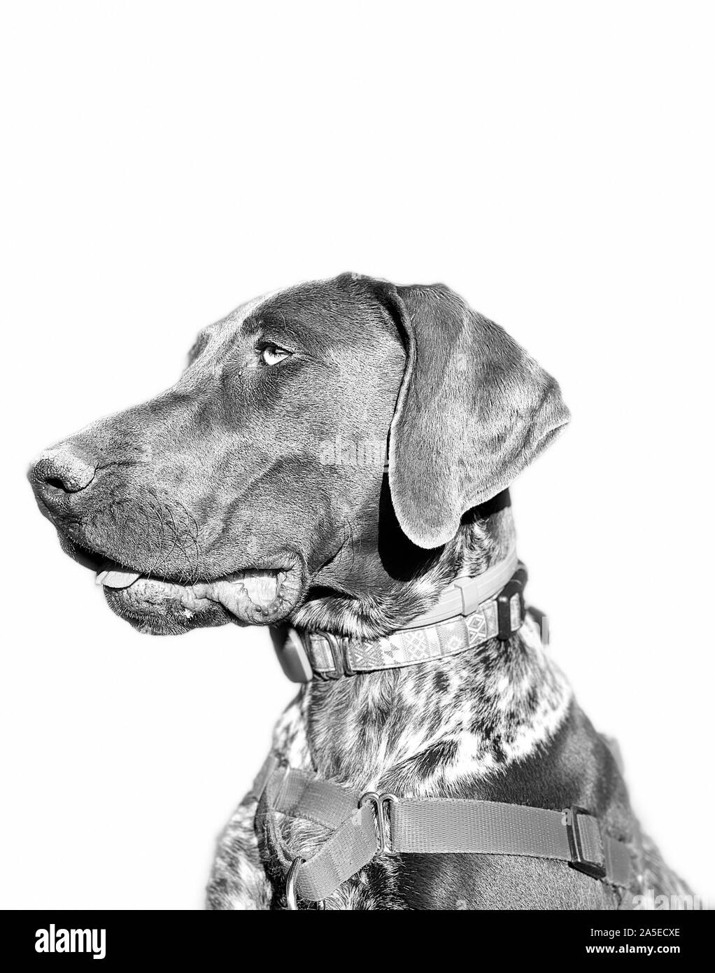 Portrait of puppy dog  breed German Shorthaired Pointer - autumn time. Stock Photo