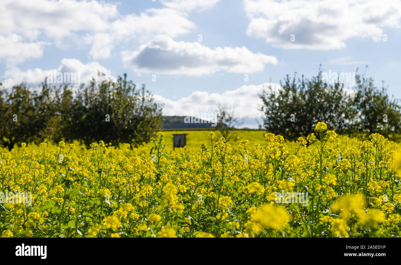 Beautiful mustard field in germany near the black forest Stock Photo