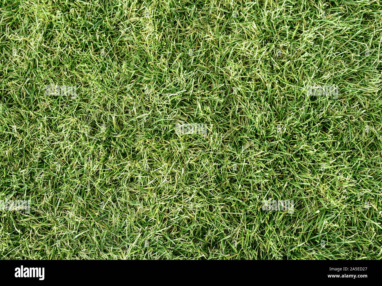 Top view of natural Green Grass background Stock Photo