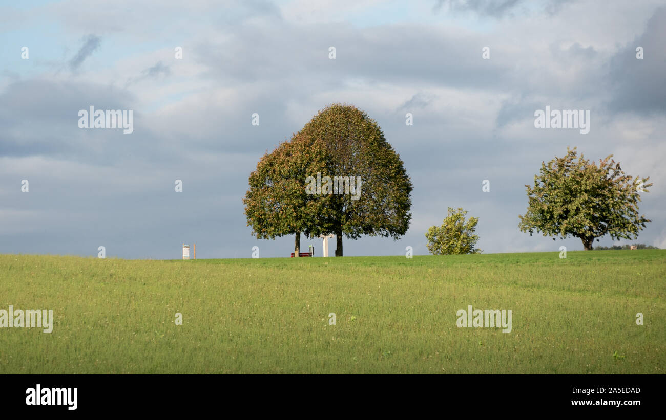 Lonely trees in the countryside. Stock Photo