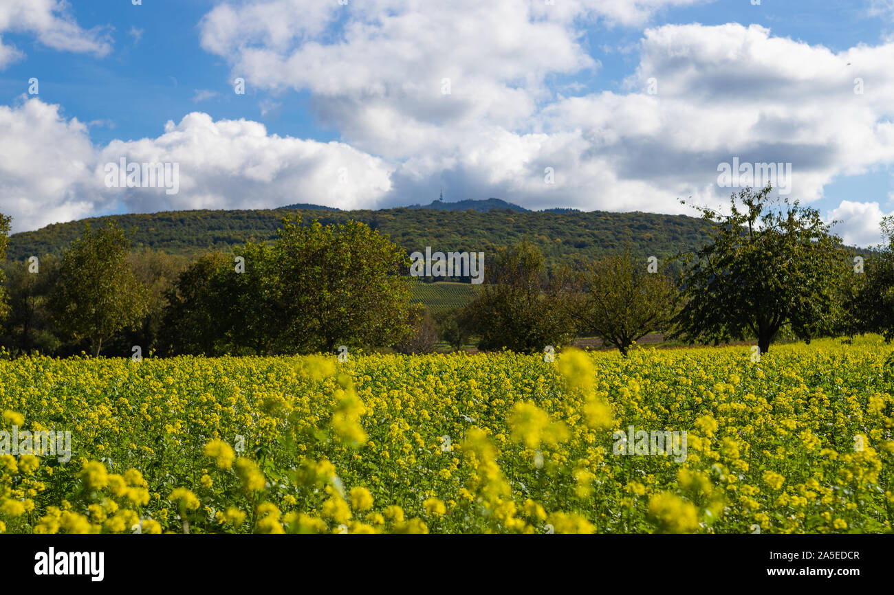Mustard seed flower hires stock photography and images Alamy