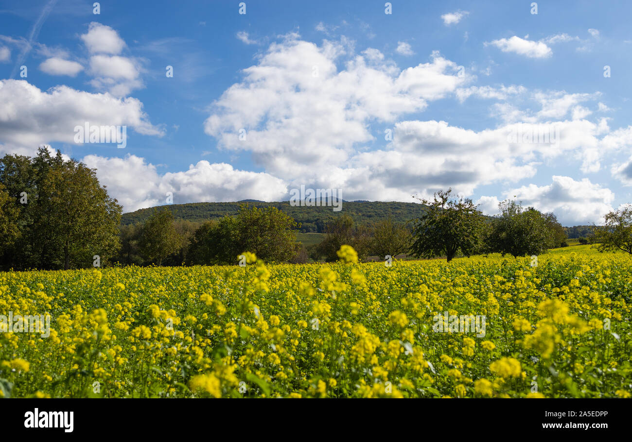 Beautiful mustard field in germany near the black forest Stock Photo