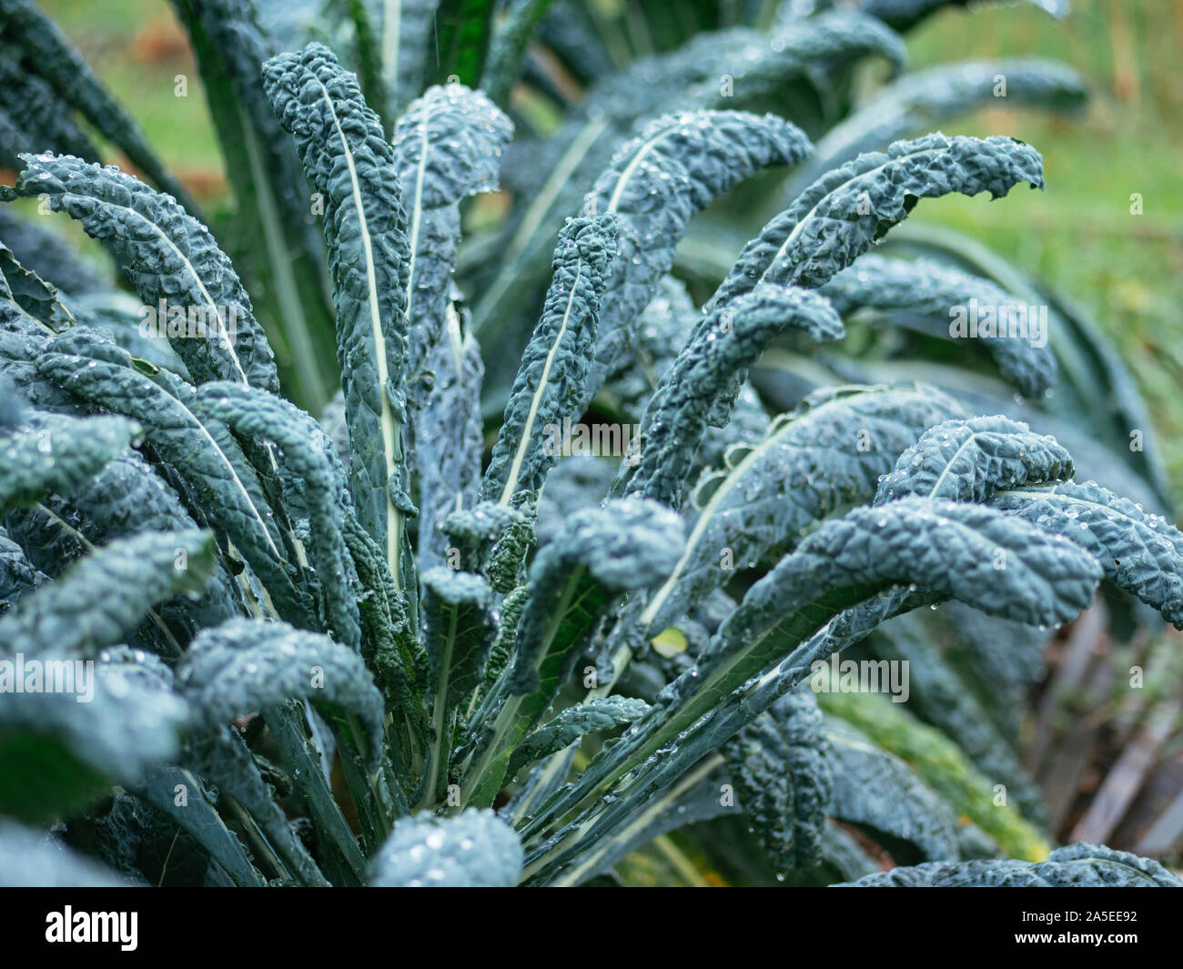 'Nero di Toscana' kale growing in a vegetable garden. Stock Photo