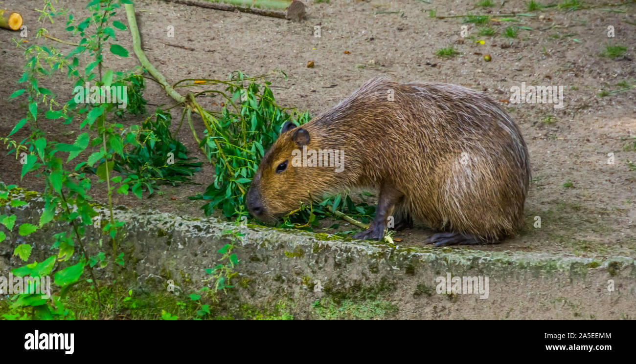 capybara eating leaves from a tree branch, worlds largest rodent specie, tropical cavy from South America Stock Photo
